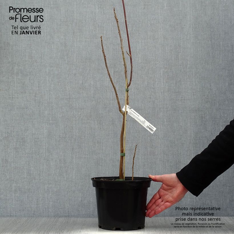 Exemplar von Alchornea davidii Topf mit 3L/4L wie im Winter geliefert