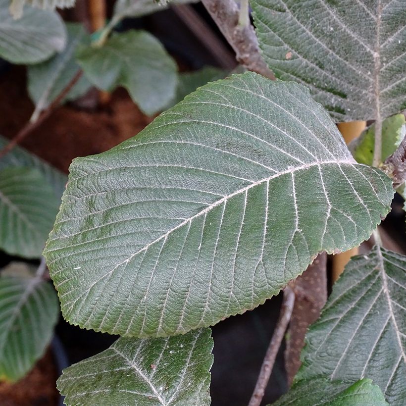 Echte Mehlbeere Lutescens - Sorbus aria (Foliage)