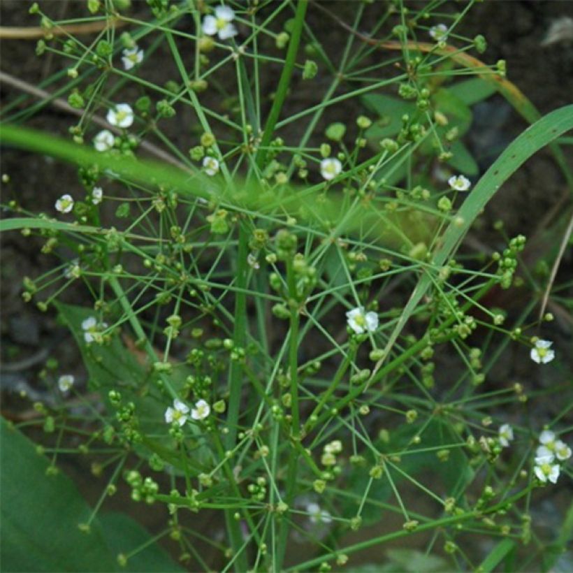Alisma parviflora - Rundblättrige Froschlöffel (Flowering)