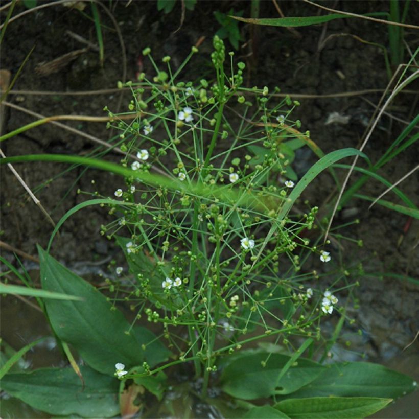 Alisma parviflora - Rundblättrige Froschlöffel (Plant habit)