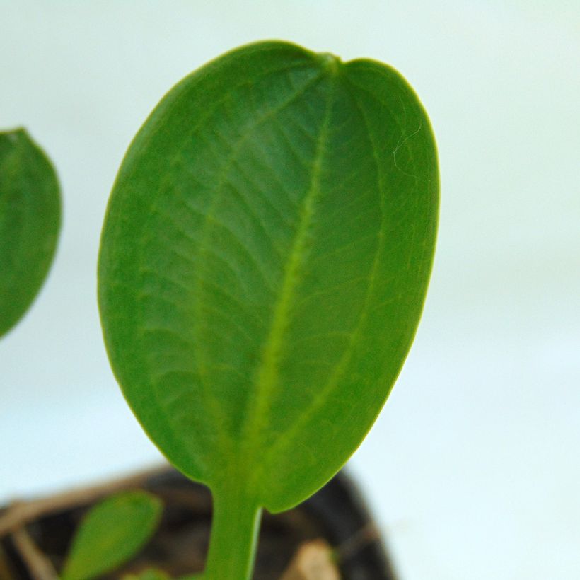 Alisma parviflora - Rundblättrige Froschlöffel (Foliage)