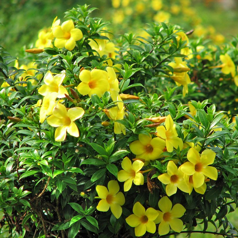 Allamanda cathartica - GoldtrompeteTrompette d'or (Flowering)