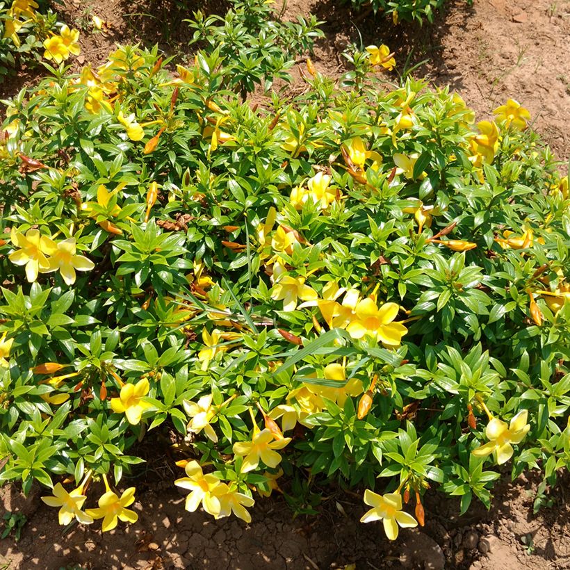 Allamanda cathartica - GoldtrompeteTrompette d'or (Plant habit)