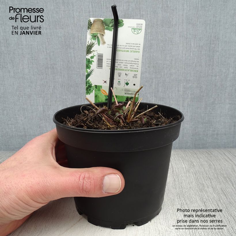 Example of Alliaria petiolata - Knoblauchhederich Topf mit 1,5L/2L as you get in hiver