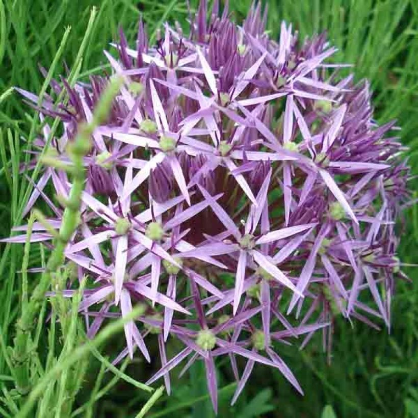 Allium christophii - Sternkugellauch (Flowering)