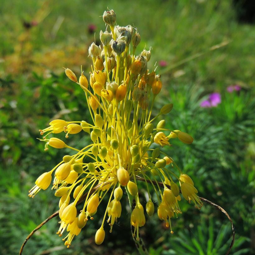 Allium flavum subsp. flavum - Gelber Lauch (Flowering)
