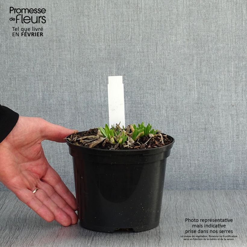 Exemplar von Allium Millenium - Zierlauch Topf mit 2L/3L wie im Winter geliefert