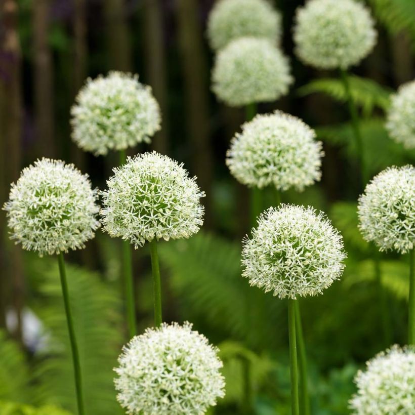 Allium Mont Blanc - Zierlauch (Flowering)