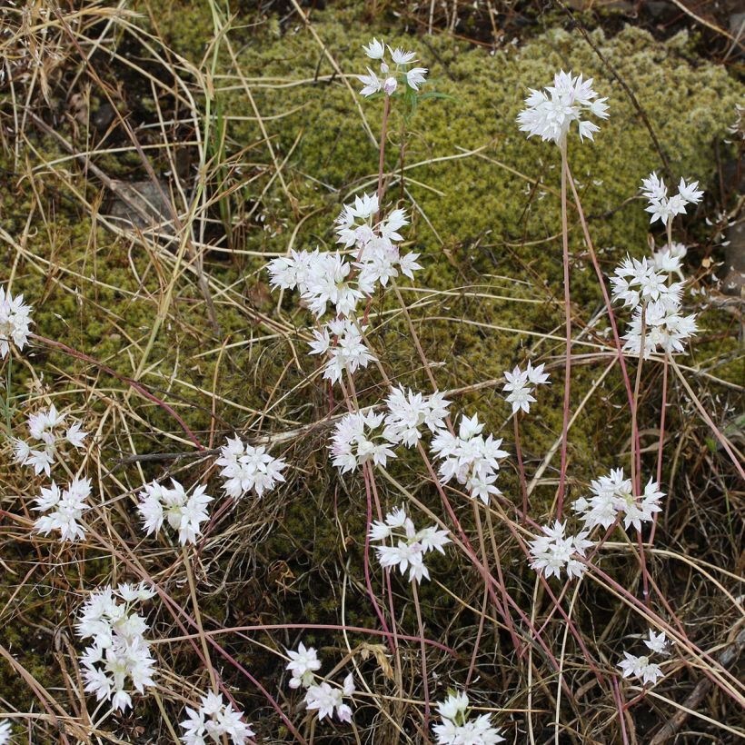Allium amplectens Graceful - Zierlauch (Plant habit)
