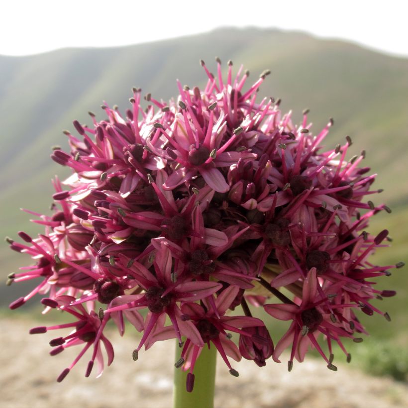 Allium aschersonianum - Zierlauch (Flowering)