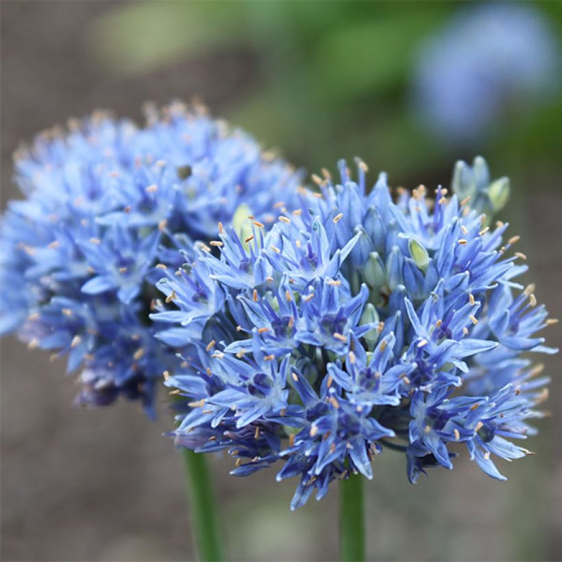 Allium caeruleum - Flieder-Lauch (Flowering)