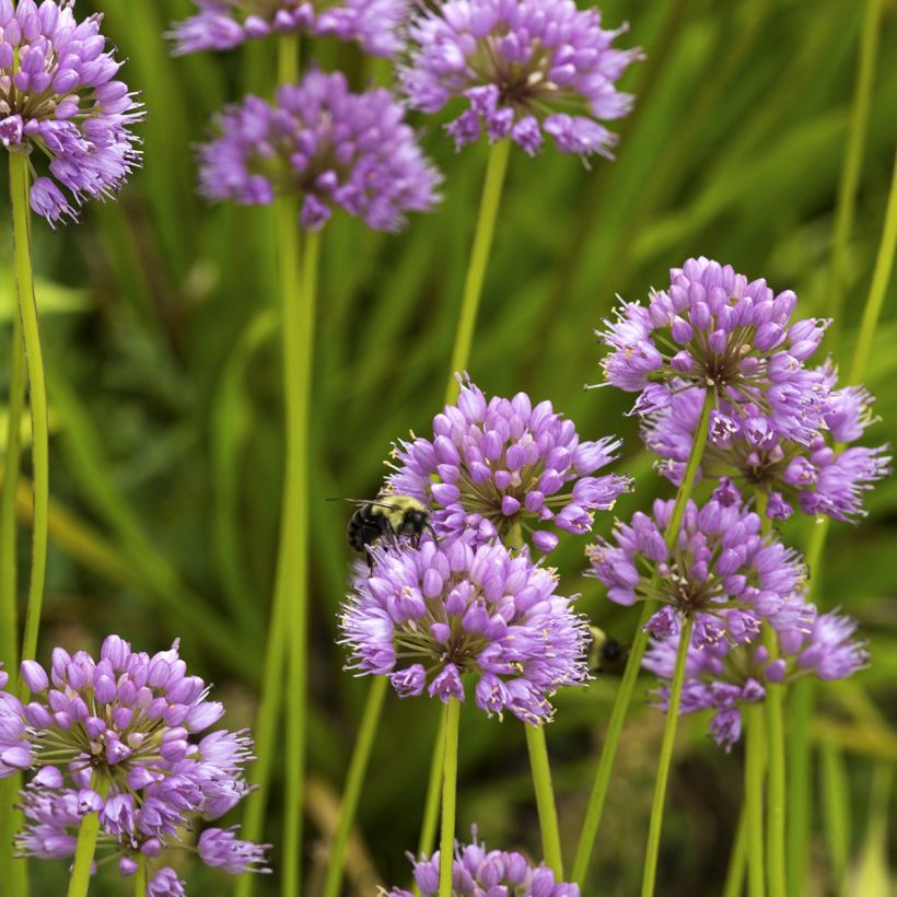 Allium carolinianum Rosy Dream - Zierlauch (Plant habit)