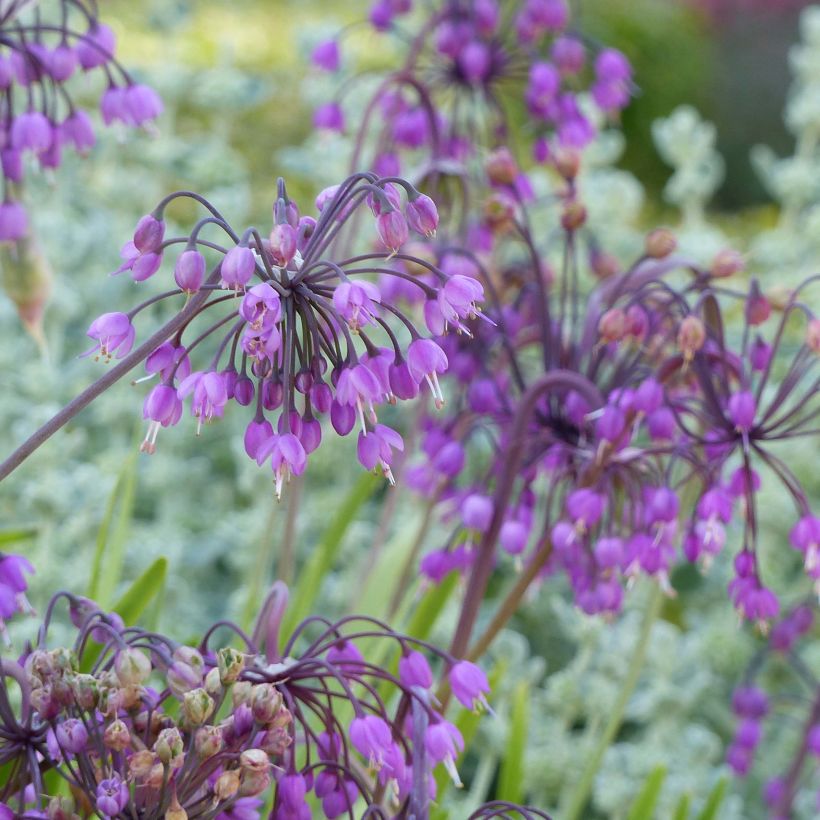Allium cernuum - Nickenden Lauch (Flowering)
