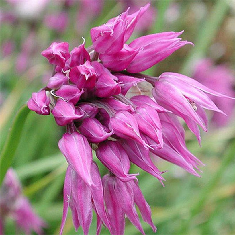 Allium cyathophorum var farreri - Kanzu-Lauch (Flowering)