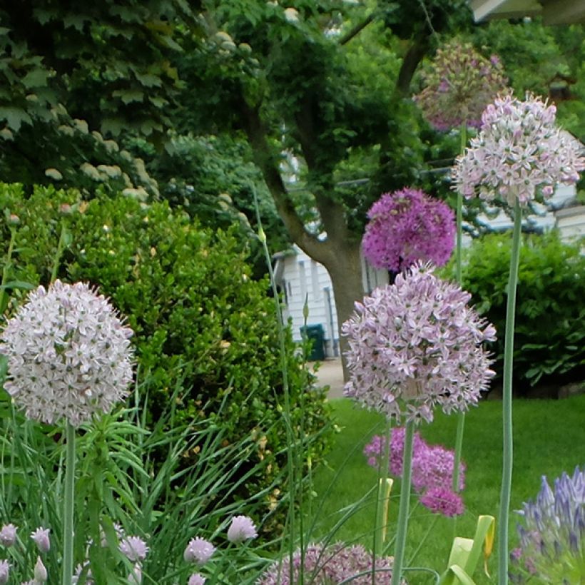 Allium decipiens - Zierlauch (Flowering)