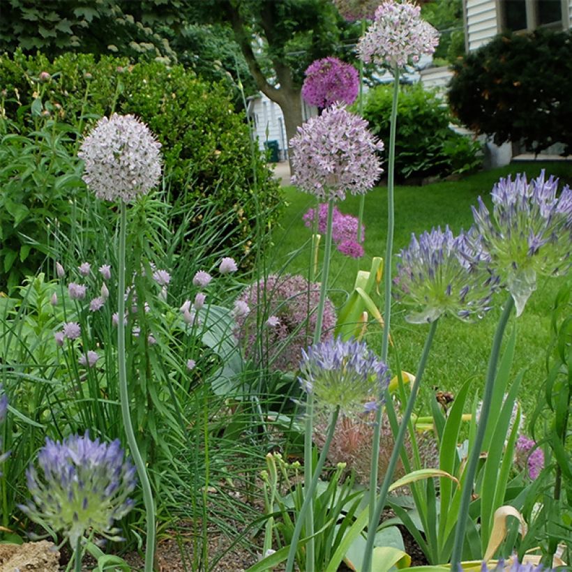 Allium decipiens - Zierlauch (Plant habit)