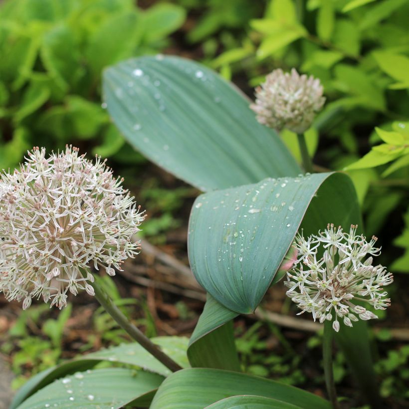 Allium karataviense - Blauzungen-Lauch (Plant habit)