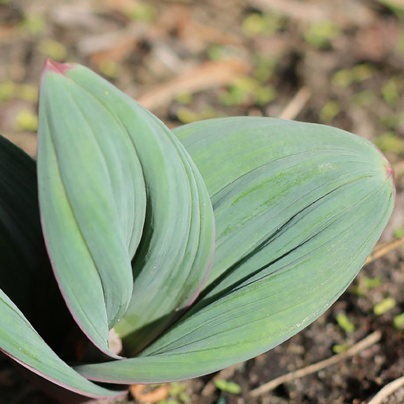 Allium karataviense Red Giant - Blauzungen-Lauch (Foliage)