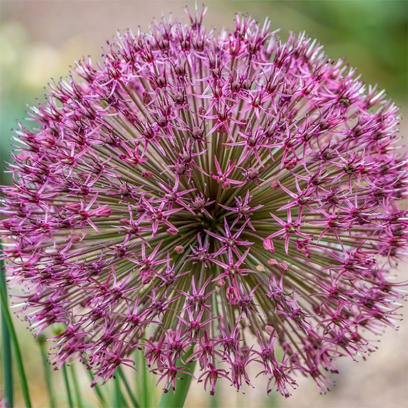 Allium karataviense Red Giant - Blauzungen-Lauch (Flowering)