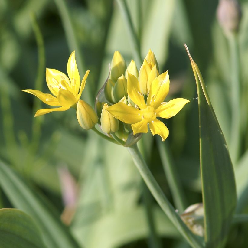 Allium moly - Goldlauch (Flowering)