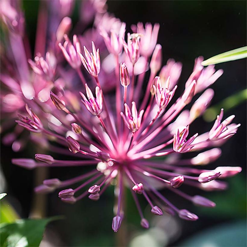 Allium nevskianum - Blauzungen-Lauch (Flowering)
