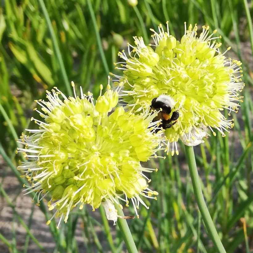 Allium obliquum - Scharfer Gelblauch (Flowering)