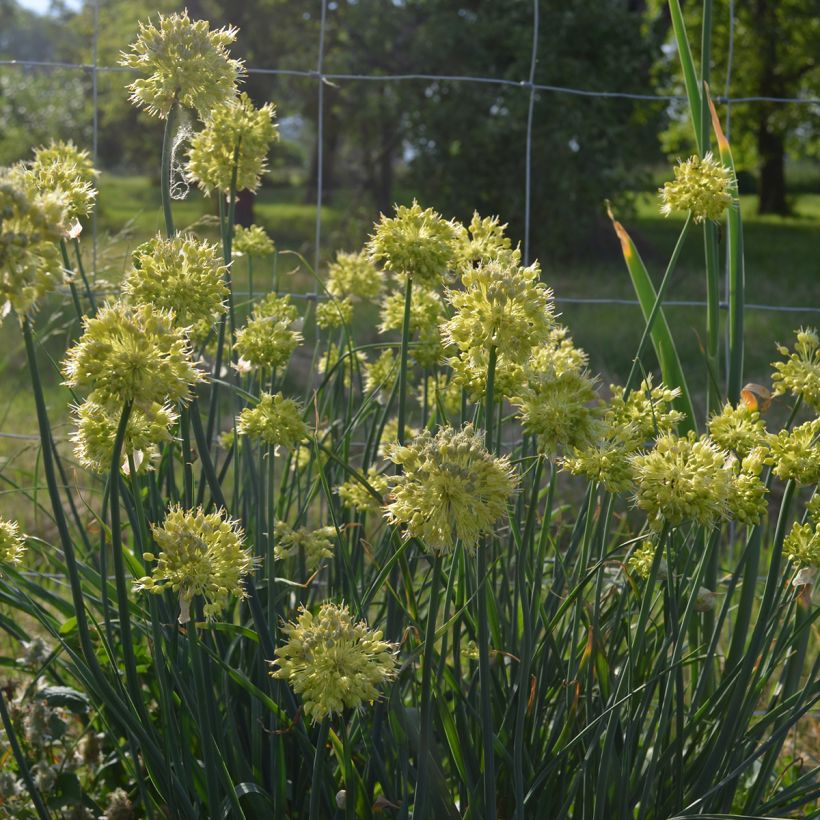 Allium obliquum - Scharfer Gelblauch (Plant habit)