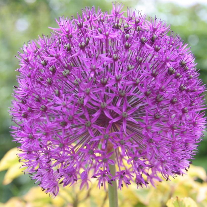 Allium rosenbachianum - Zierlauch (Flowering)