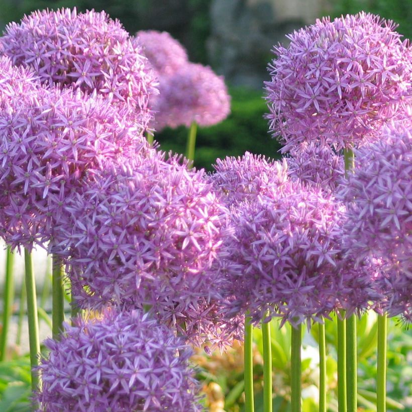 Allium rosenbachianum - Zierlauch (Plant habit)