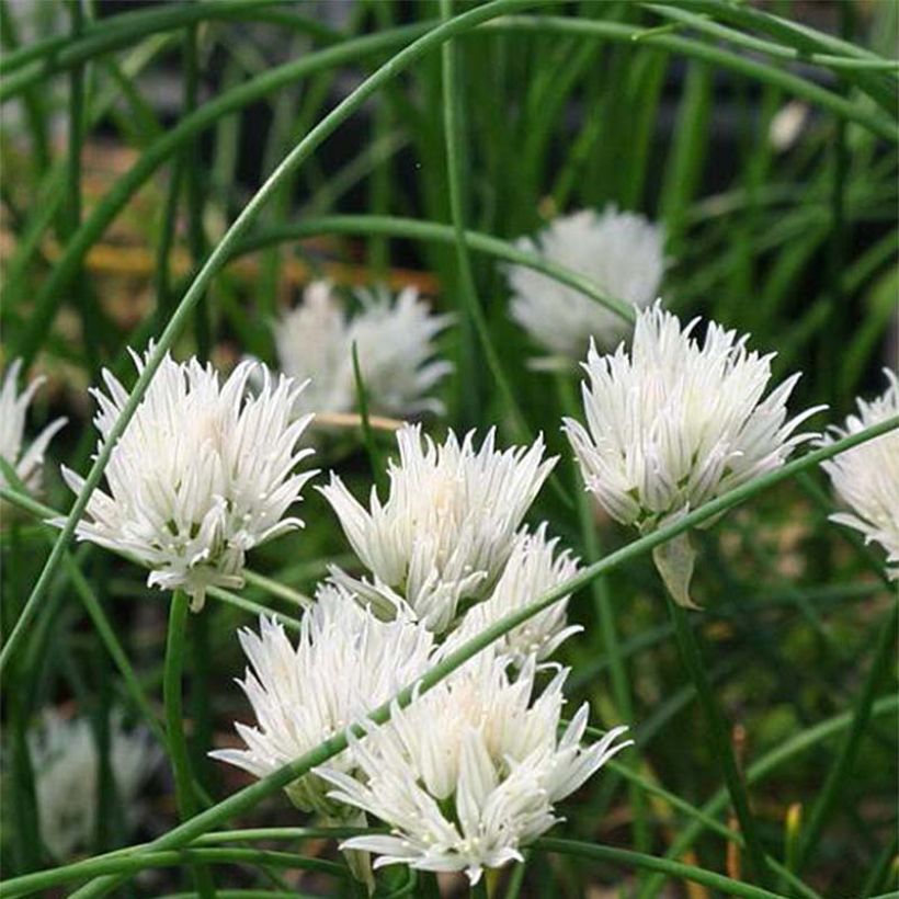 Schnittlauch Corsican White - Allium schoenoprasum (Flowering)