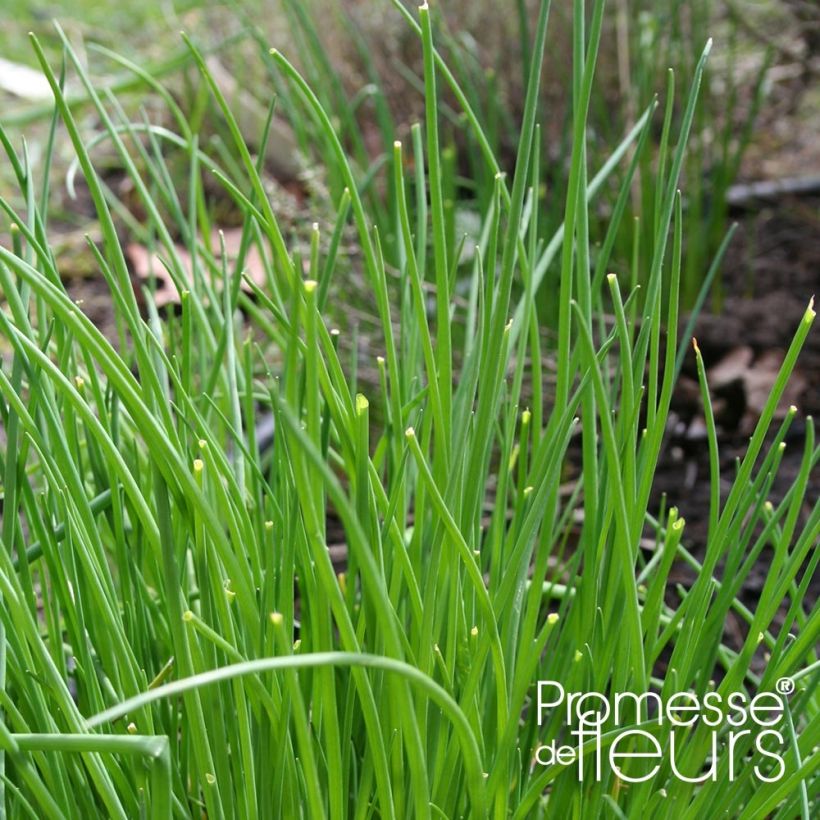 Schnittlauch Rising Star (Foliage)