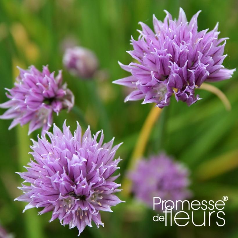 Schnittlauch Rising Star (Flowering)