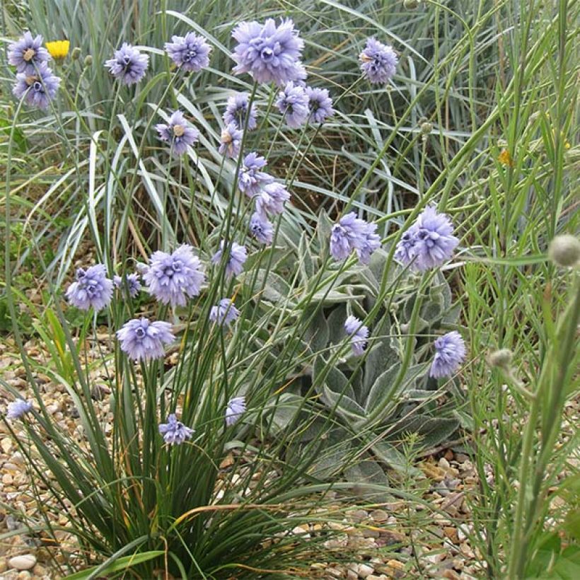 Allium sikkimense - Sikkim-Lauch (Plant habit)