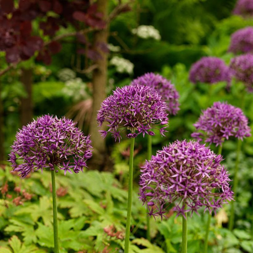 Allium stipitatum Violet Beauty - Zierlauch (Flowering)