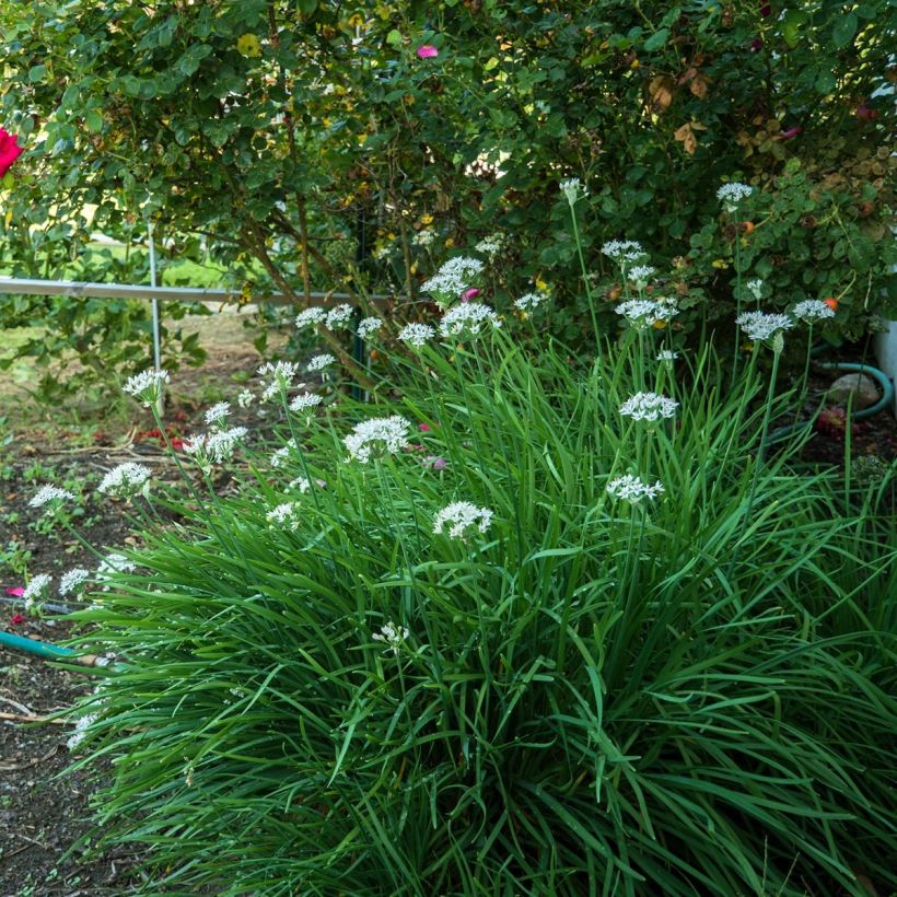 Schnittknoblauch Pflanzen (Plant habit)