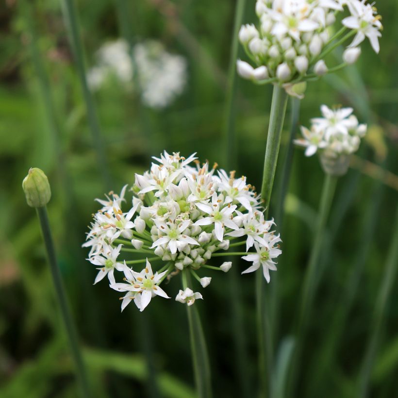 Schnittlauch Cliffs of Dover 'Ifalcod' (Flowering)