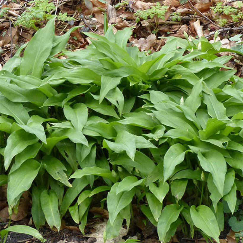 Allium ursinum im Topf - Bärlauch (Foliage)