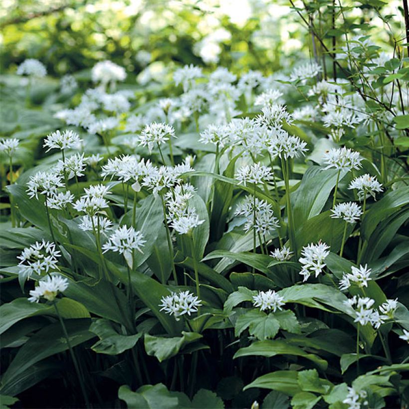 Allium ursinum im Topf - Bärlauch (Flowering)