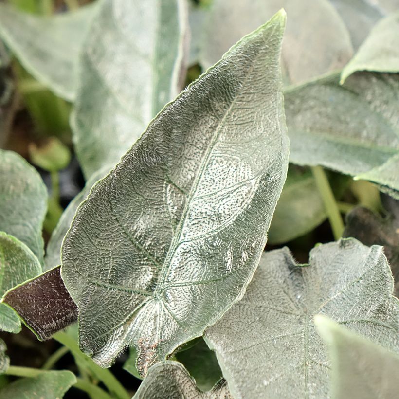 Alocasia Antoro Velvet - Pfeilblattphant (Foliage)