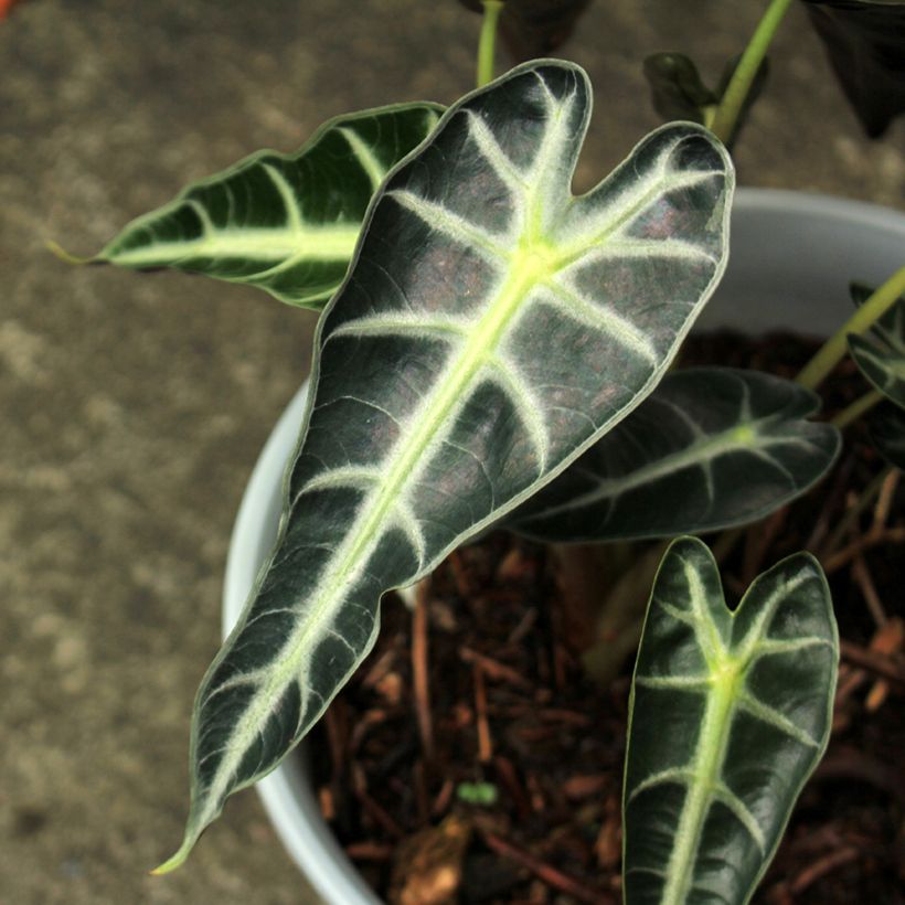 Alocasia Bambino - Pfeilblatt (Foliage)