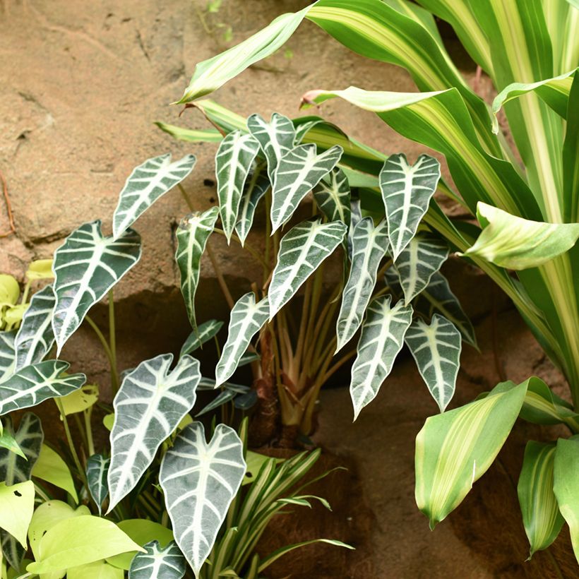 Alocasia Bambino - Pfeilblatt (Plant habit)