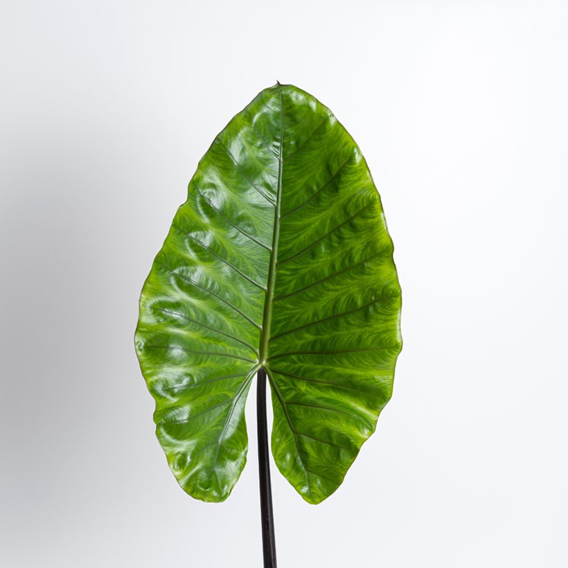 Alocasia Black Stem - Pfeilblatt (Foliage)