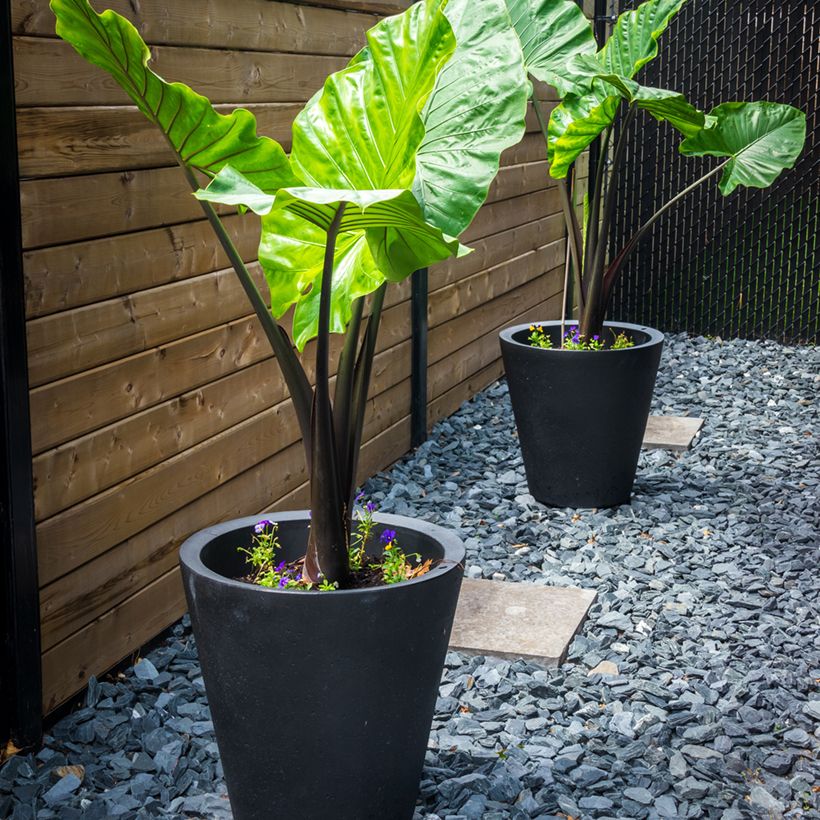 Alocasia Black Stem - Pfeilblatt (Plant habit)