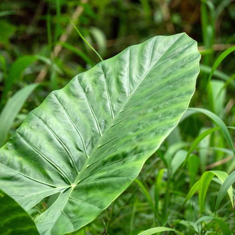 Alocasia Calidora - Pfeilblatt (Foliage)