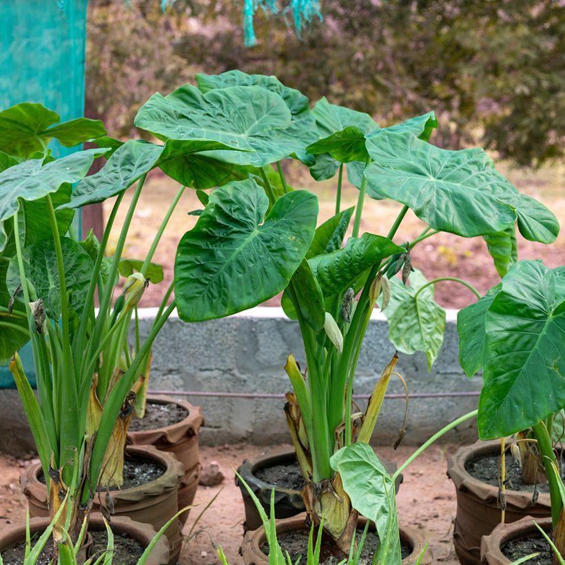 Alocasia Calidora - Pfeilblatt (Plant habit)