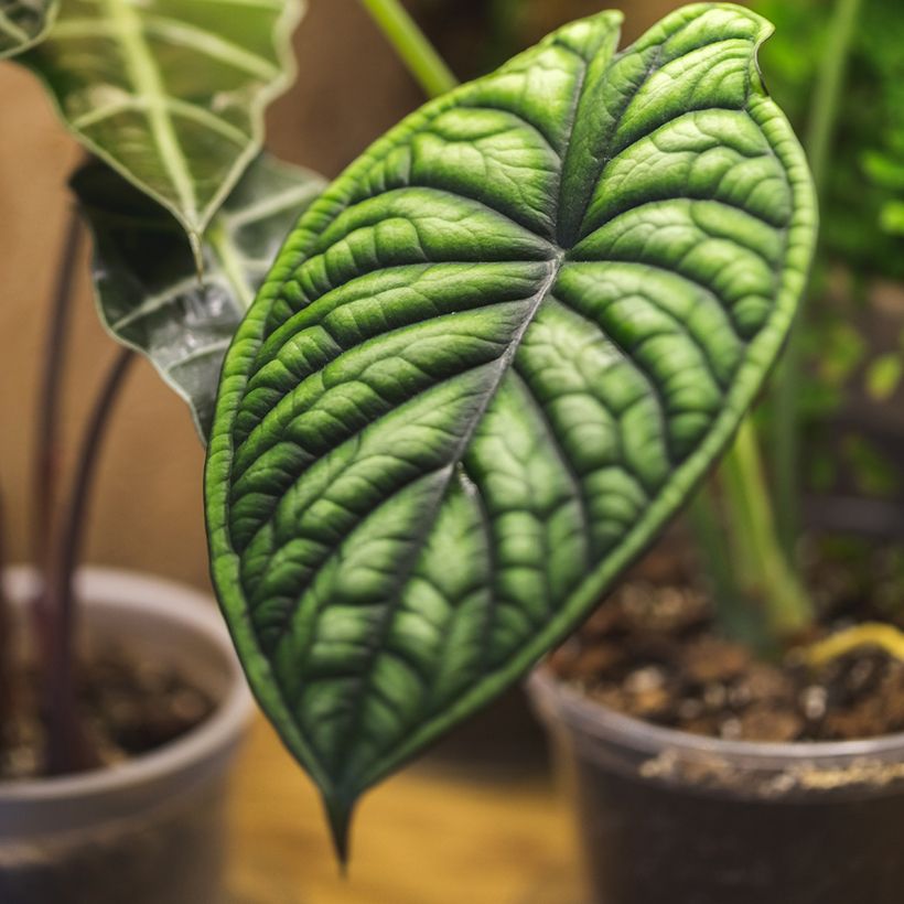 Alocasia Dragon Scale - Pfeilblatt (Foliage)