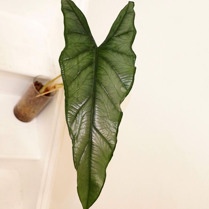 Alocasia Dragon's Breath - Pfeilblatt (Foliage)