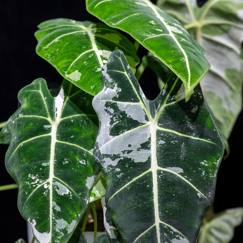 Alocasia Frydek Variegata - Pfeilblatt (Foliage)