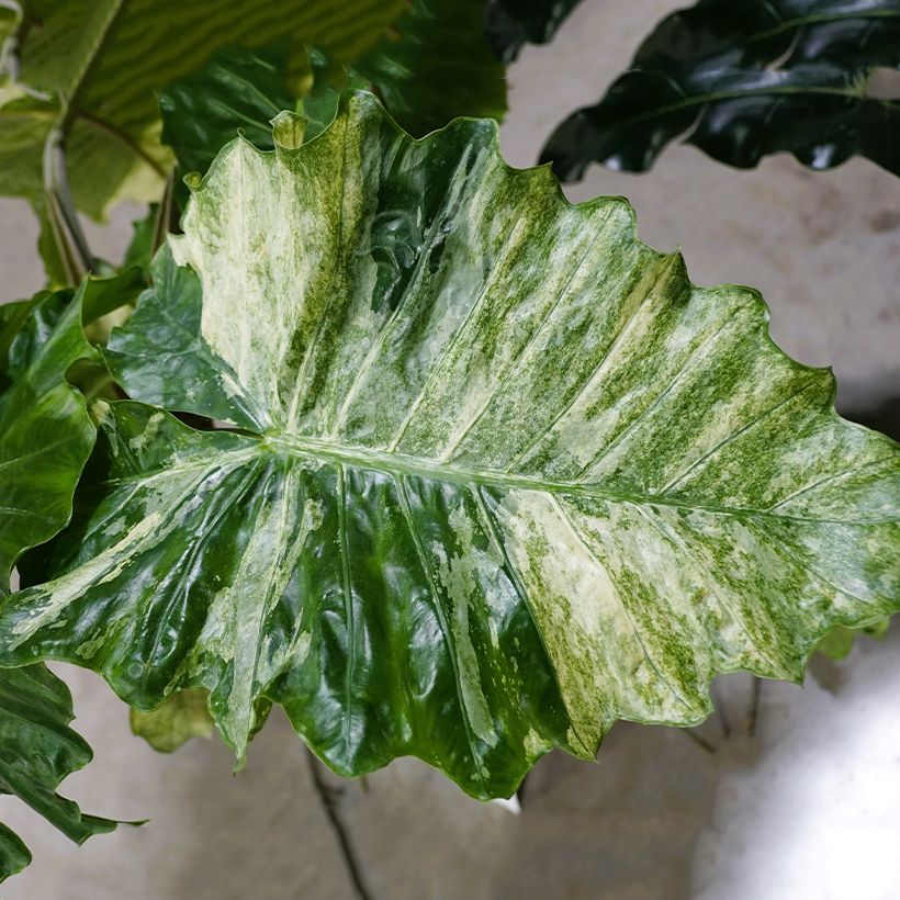 Alocasia Hualong - Pfeilblatt (Foliage)