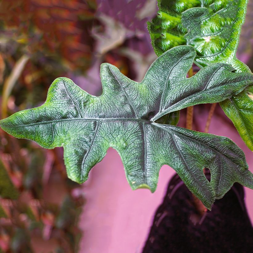 Alocasia Jacklyn - Pfeilblatt (Foliage)
